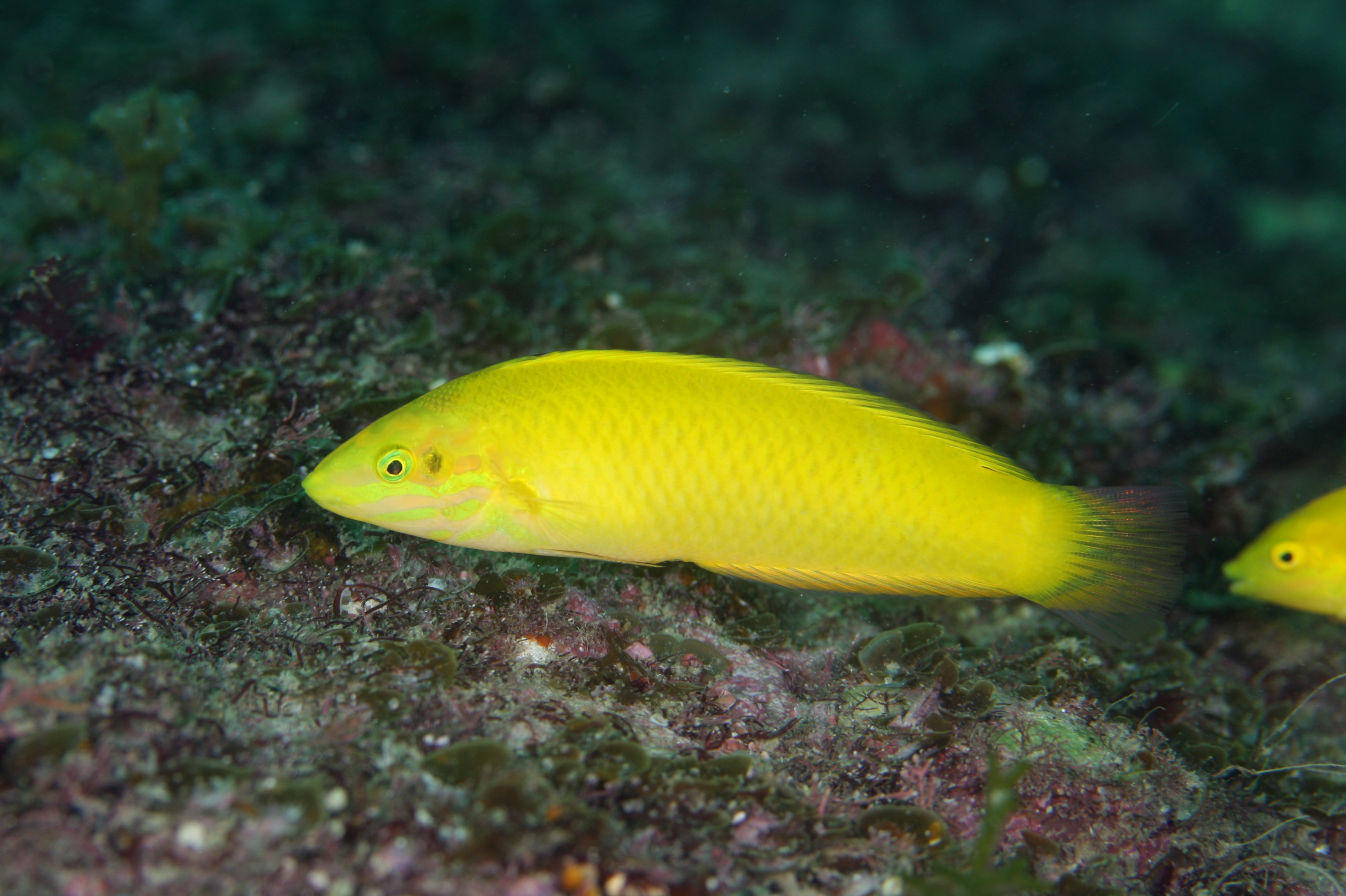 コガネキュウセン