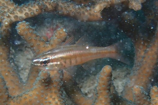 totomonページ 縞模様の生きものたち〜 阪神タイガースがセ・リーグ優勝を果たし