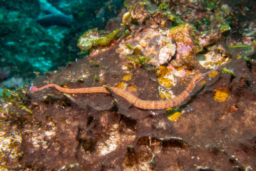 kuchinagaishiyouji20251230-